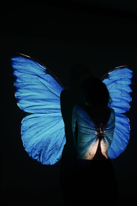 Butterfly wings